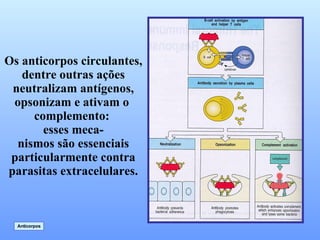 Os anticorpos circulantes, dentre outras ações neutralizam antígenos, opsonizam e ativam o  complemento:  esses meca- nismos são essenciais particularmente contra parasitas extracelulares. Anticorpos 