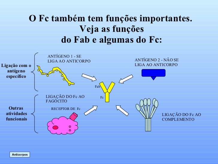 Antigenos E Anticorpos Antigenos E Anticorpos