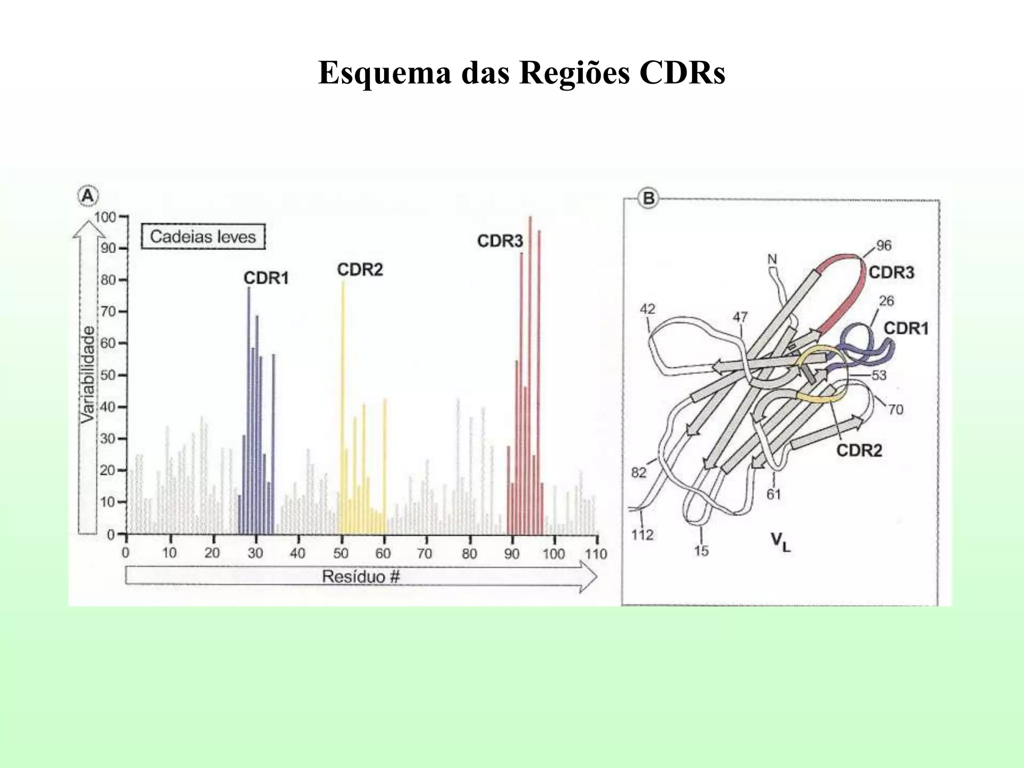 Esquema das Regiões CDRs
 