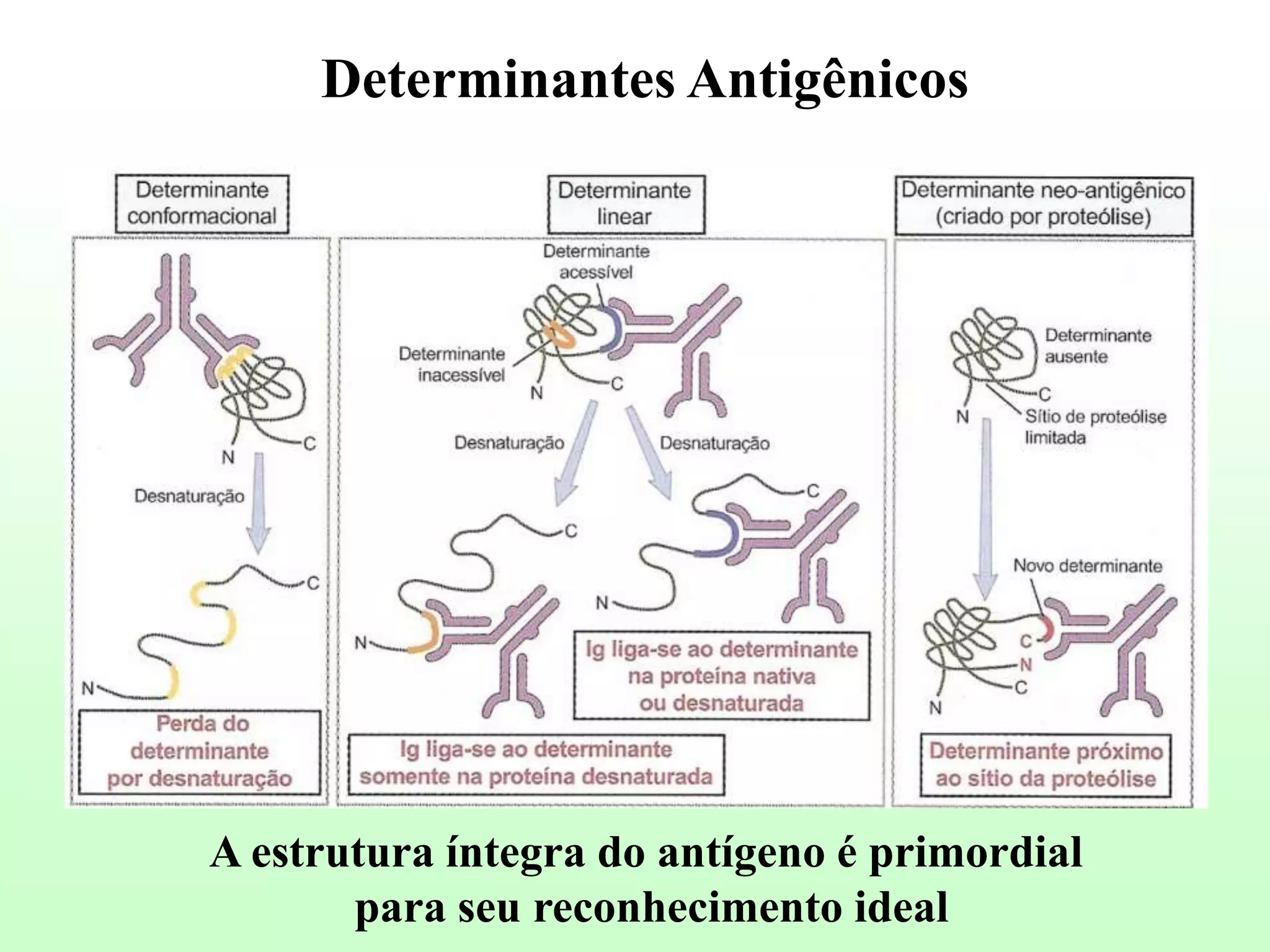 Antigenos e Anticorpos | PPT