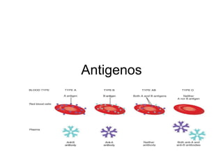 Antigenos 