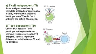 a) T cell independent (TI)
Some antigens can directly
stimulate antibody production by
B cells, without the apparent
participation of T cells. Such
antigens are called TI antigens.
b)T cell dependent (TD)
Others that require T cell
participation to generate an
immune response are called TD
antigens. Several important
differences exist between TI and
TD antigens.
 
