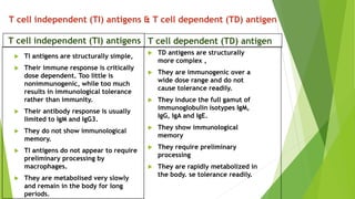 T cell independent (TI) antigens & T cell dependent (TD) antigen
 TI antigens are structurally simple,
 Their immune response is critically
dose dependent. Too little is
nonimmunogenic, while too much
results in immunological tolerance
rather than immunity.
 Their antibody response is usually
limited to IgM and IgG3.
 They do not show immunological
memory.
 TI antigens do not appear to require
preliminary processing by
macrophages.
 They are metabolised very slowly
and remain in the body for long
periods.
 TD antigens are structurally
more complex ,
 They are immunogenic over a
wide dose range and do not
cause tolerance readily.
 They induce the full gamut of
immunoglobulin isotypes IgM,
IgG, IgA and IgE.
 They show immunological
memory
 They require preliminary
processing
 They are rapidly metabolized in
the body. se tolerance readily.
T cell independent (TI) antigens T cell dependent (TD) antigen
 