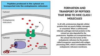 An overview of antigen presentation and processing | PPTX