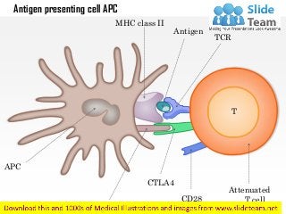 Antigen presenting cell APC
MHC class II
Antigen
TCR
Attenuated
T cellCD28
CTLA4
CD80/86
APC
T
 