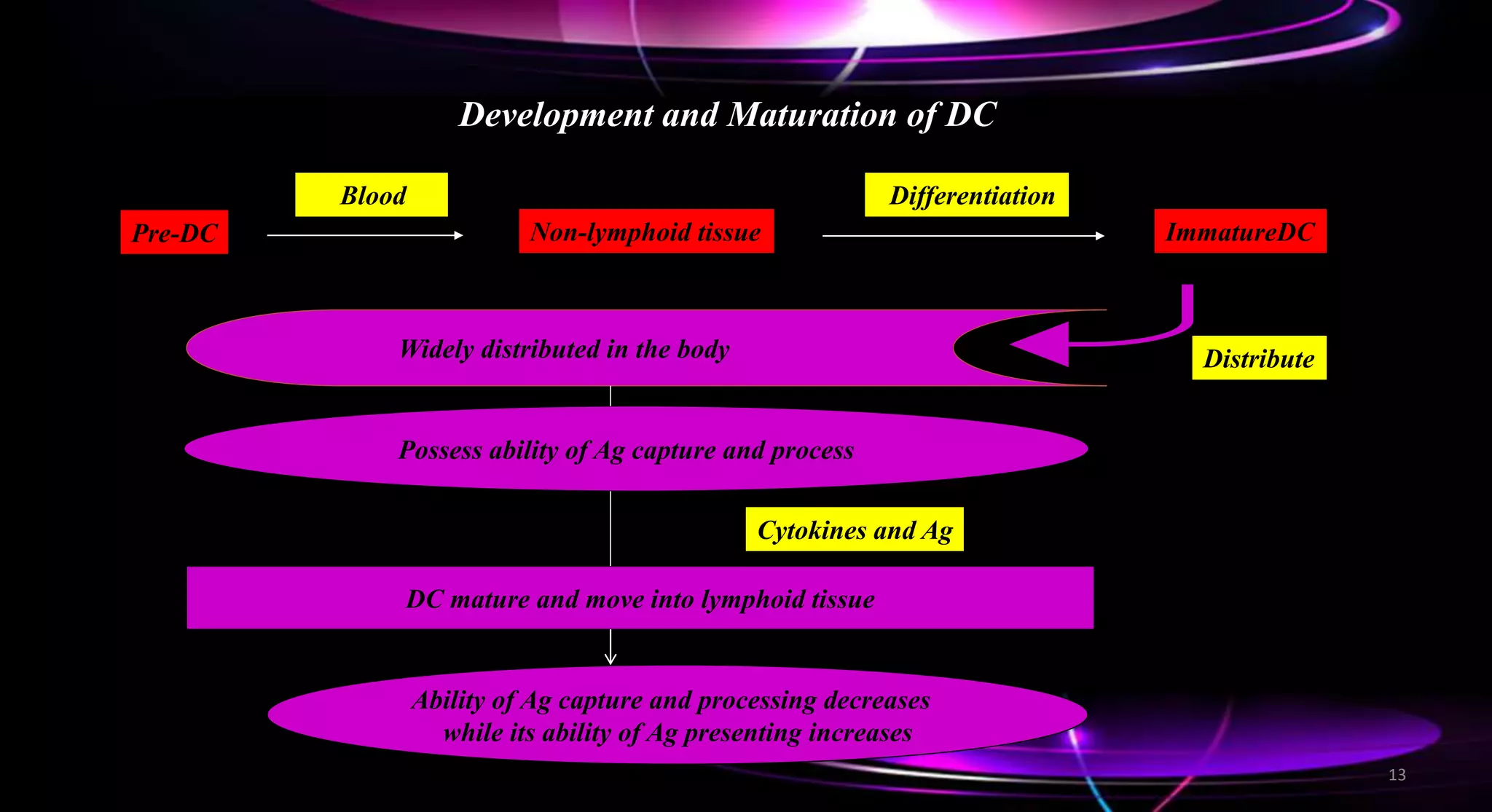 Pre-DC
Blood
Non-lymphoid tissue
Differentiation
ImmatureDC
Distribute
Widely distributed in the body
Possess ability of Ag capture and process
Cytokines and Ag
DC mature and move into lymphoid tissue
Ability of Ag capture and processing decreases
while its ability of Ag presenting increases
Development and Maturation of DC
13
 