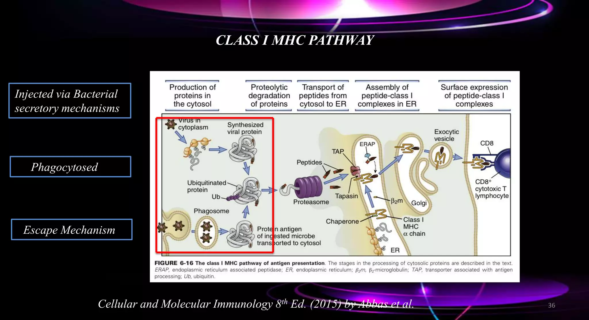 CLASS I MHC PATHWAY
Cellular and Molecular Immunology 8th Ed. (2015) by Abbas et al.
Injected via Bacterial
secretory mechanisms
Phagocytosed
Escape Mechanism
36
 