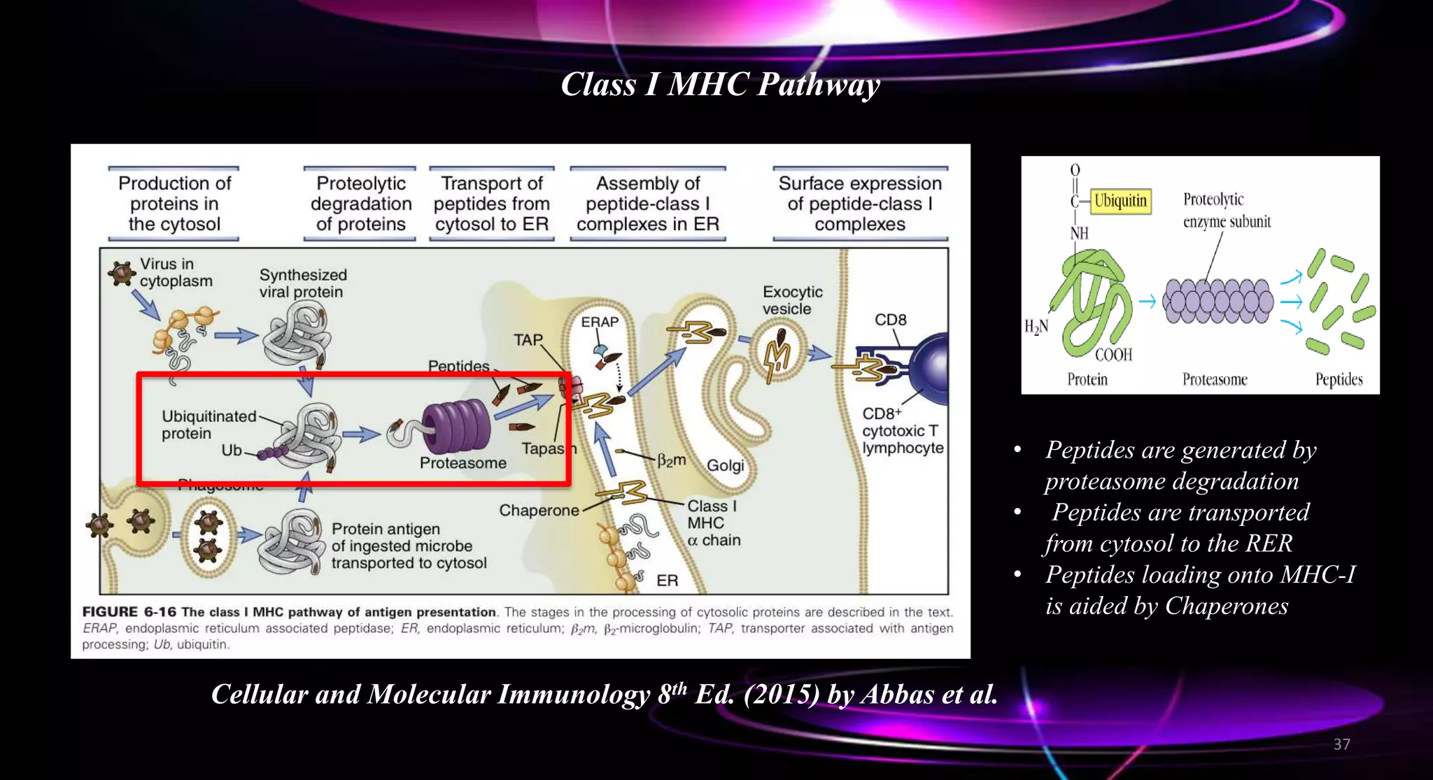 Class I MHC Pathway
Cellular and Molecular Immunology 8th Ed. (2015) by Abbas et al.
• Peptides are generated by
proteasome degradation
• Peptides are transported
from cytosol to the RER
• Peptides loading onto MHC-I
is aided by Chaperones
37
 