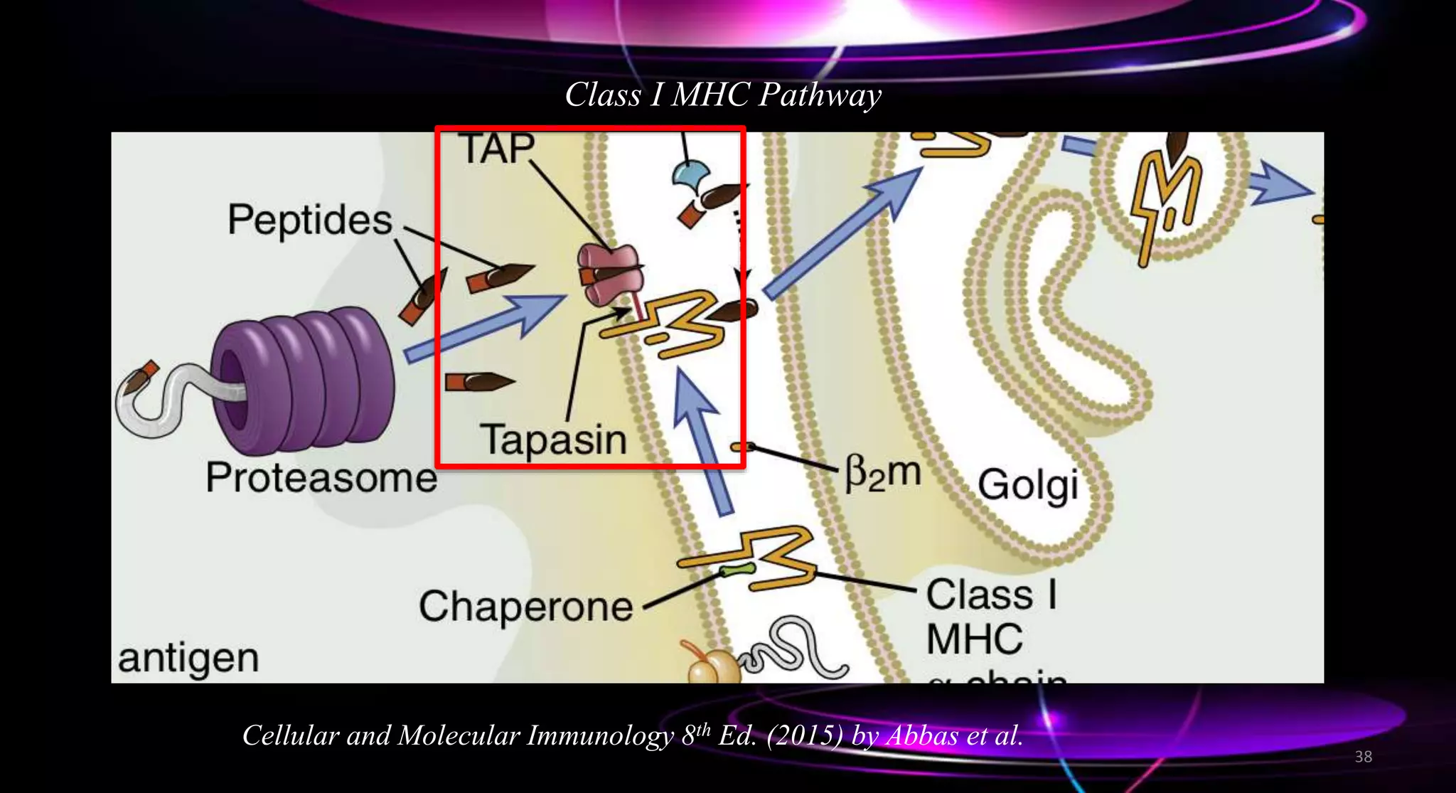 Class I MHC Pathway
Cellular and Molecular Immunology 8th Ed. (2015) by Abbas et al.
38
 