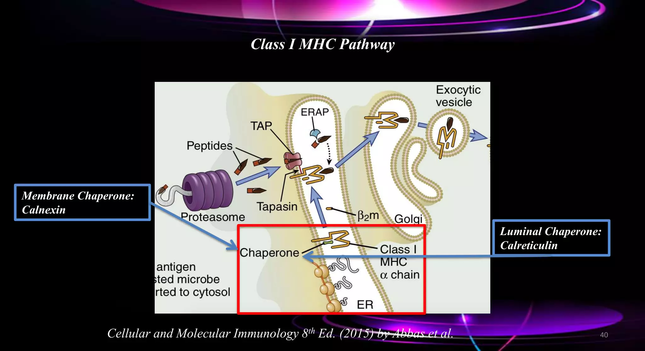 Class I MHC Pathway
Cellular and Molecular Immunology 8th Ed. (2015) by Abbas et al.
Membrane Chaperone:
Calnexin
Luminal Chaperone:
Calreticulin
40
 