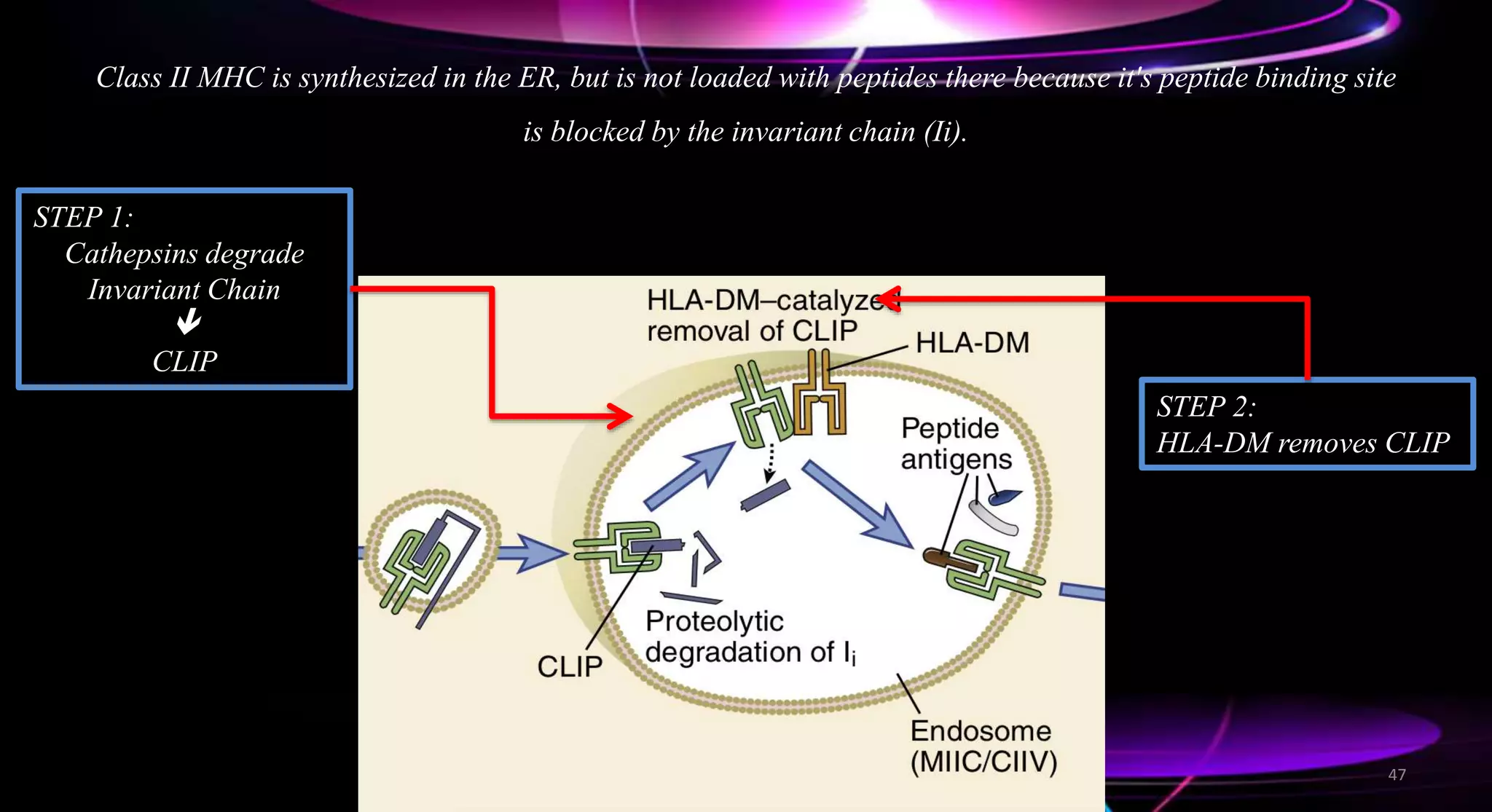 Class II MHC is synthesized in the ER, but is not loaded with peptides there because it's peptide binding site
is blocked by the invariant chain (Ii).
STEP 1:
Cathepsins degrade
Invariant Chain

CLIP
STEP 2:
HLA-DM removes CLIP
47
 