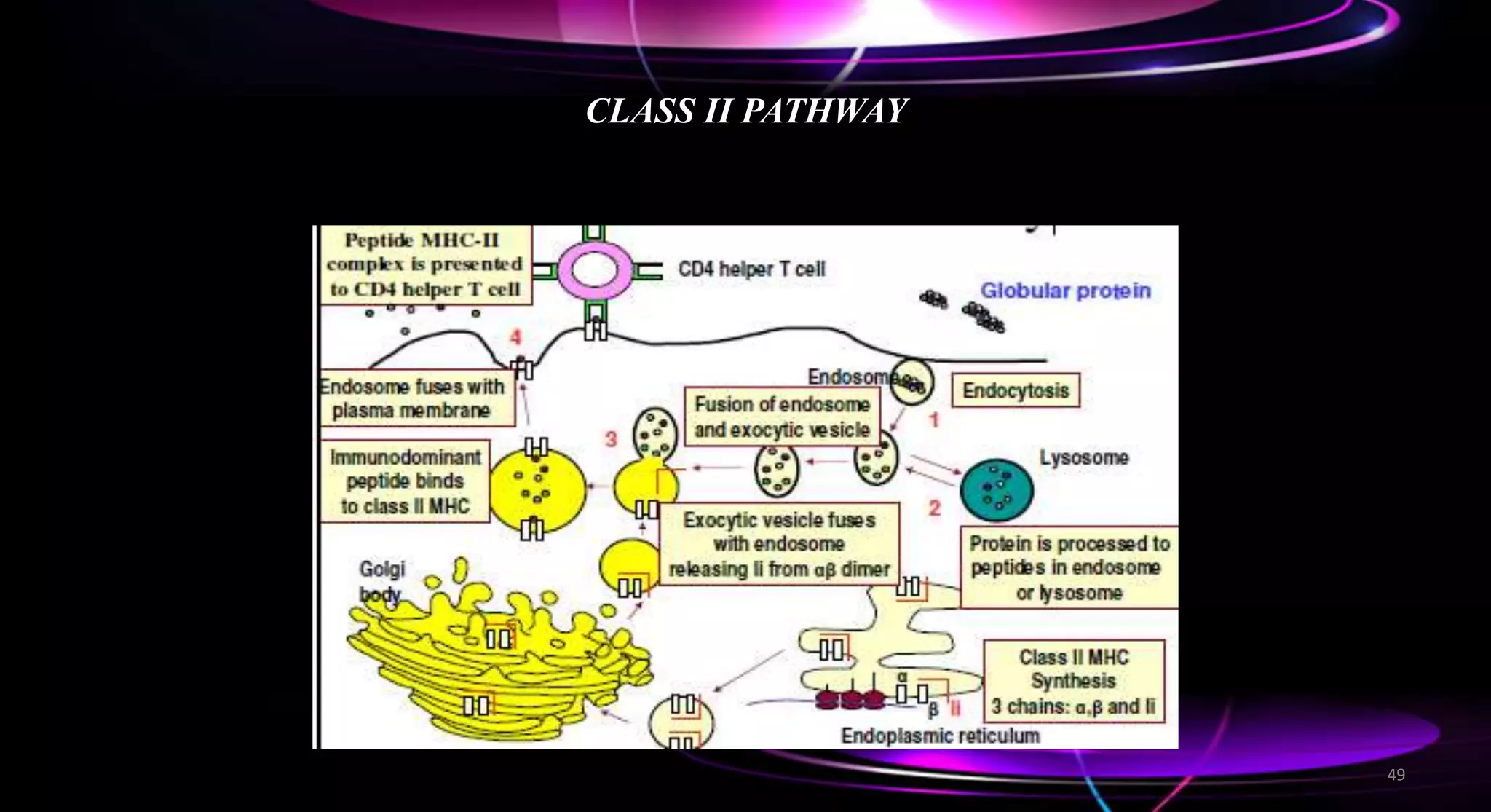 CLASS II PATHWAY
49
 
