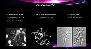 Classification of DC
DC in lymphoid tissue:
Interdigitating DC (IDC)
Folicular DC (FDC)
DC in non lymphoid tissue:
Langerhans cell (LC)
DC in body fluid:
Veiled cell, Blood DC
12
 