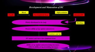 Pre-DC
Blood
Non-lymphoid tissue
Differentiation
ImmatureDC
Distribute
Widely distributed in the body
Possess ability of Ag capture and process
Cytokines and Ag
DC mature and move into lymphoid tissue
Ability of Ag capture and processing decreases
while its ability of Ag presenting increases
Development and Maturation of DC
13
 