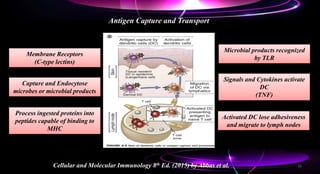Antigen Capture and Transport
Cellular and Molecular Immunology 8th Ed. (2015) by Abbas et al.
Membrane Receptors
(C-type lectins)
Capture and Endocytose
microbes or microbial products
Process ingested proteins into
peptides capable of binding to
MHC
Microbial products recognized
by TLR
Signals and Cytokines activate
DC
(TNF)
Activated DC lose adhesiveness
and migrate to lymph nodes
16
 