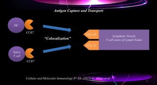 Antigen Capture and Transport
Cellular and Molecular Immunology 8th Ed. (2015) by Abbas et al.
DC
CCR7
Lymphatic Vessels
T cell zones of Lymph Nodes
CCL 19
CCL 21
Naïve
T cell
CCR7
“Colocalization”
17
 
