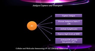 Antigen Capture and Transport
Cellular and Molecular Immunology 8th Ed. (2015) by Abbas et al.
DC
Capture Antigen
Present Antigen to Naïve T
cells
Activate Lymphocytes
Express high levels of MHC
Activated DC develop
Into potent APCs
18
 