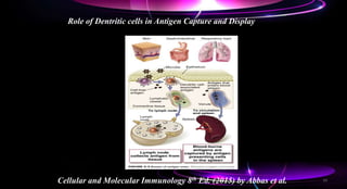 Role of Dentritic cells in Antigen Capture and Display
Cellular and Molecular Immunology 8th Ed. (2015) by Abbas et al. 19
 