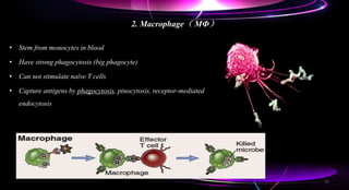 2. Macrophage（ MФ）
• Stem from monocytes in blood
• Have strong phagocytosis (big phagocyte)
• Can not stimulate naïve T cells
• Capture antigens by phagocytosis, pinocytosis, receptor-mediated
endocytosis
21
 