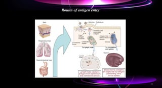 Routes of antigen entry
28
 