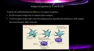 Antigen recognition by T and B cells
T and B cells exhibit fundamental differences in antigen recognition.
• B cells recognize antigen free in solution (native antigen).
• T cells recognize antigen after it has been phagocytosed, degraded and small pieces of the antigen
have been bound by MHC molecules.
29
 