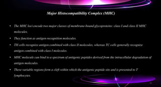 Major Histocompatibility Complex (MHC)
• The MHC loci encode two major classes of membrane-bound glycoproteins: class I and class II MHC
molecules.
• They function as antigen-recognition molecules.
• TH cells recognize antigen combined with class II molecules, whereas TC cells generally recognize
antigen combined with class I molecules.
• MHC molecule can bind to a spectrum of antigenic peptides derived from the intracellular degradation of
antigen molecules.
• These variable regions form a cleft within which the antigenic peptide sits and is presented to T
lymphocytes.
31
 