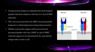 • Foreign protein antigen are degraded into small antigenic
peptides that form complexes with class I or class II MHC
molecules.
• This conversion of proteins into MHC-associated peptide
fragments is called antigen processing and presentation.
• Whether a particular antigen will be processed and
presented together with class I MHC or class II MHC
molecules appears to be determined by the route that the
antigen takes to enter a cell.
32
 