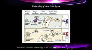 Processing of protein antigens
Cellular and Molecular Immunology 8th Ed. (2015) by Abbas et al. 35
 