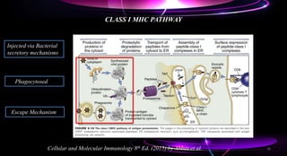 CLASS I MHC PATHWAY
Cellular and Molecular Immunology 8th Ed. (2015) by Abbas et al.
Injected via Bacterial
secretory mechanisms
Phagocytosed
Escape Mechanism
36
 