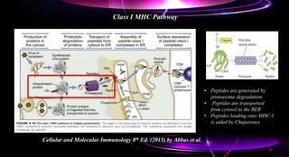 Class I MHC Pathway
Cellular and Molecular Immunology 8th Ed. (2015) by Abbas et al.
• Peptides are generated by
proteasome degradation
• Peptides are transported
from cytosol to the RER
• Peptides loading onto MHC-I
is aided by Chaperones
37
 