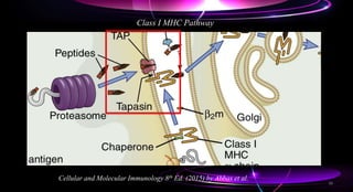 Class I MHC Pathway
Cellular and Molecular Immunology 8th Ed. (2015) by Abbas et al.
38
 