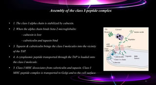 • 1. The class I alpha chain is stabilized by calnexin.
• 2. When the alpha chain binds beta-2-microglobulin:
- calnexin is lost
- calreticulin and tapasin bind
• 3. Tapasin & calreticulin brings the class I molecules into the vicinity
of the TAP.
• 4. A cytoplasmic peptide transported through the TAP is loaded onto
the class I molecule.
• 5. Class I MHC dissociates from calreticulin and tapasin. Class I
MHC-peptide complex is transported to Golgi and to the cell surface.
Assembly of the class I-peptide complex
41
 