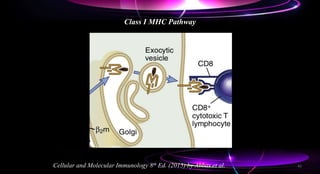 Class I MHC Pathway
Cellular and Molecular Immunology 8th Ed. (2015) by Abbas et al. 42
 