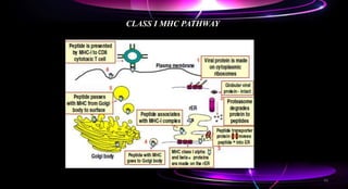 CLASS I MHC PATHWAY
43
 