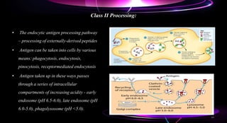 Class II Processing:
• The endocytic antigen processing pathway
– processing of externally-derived peptides
• Antigen can be taken into cells by various
means: phagocytosis, endocytosis,
pinocytosis, receptormediated endocytosis
• Antigen taken up in these ways passes
through a series of intracellular
compartments of increasing acidity - early
endosome (pH 6.5-6.0), late endosome (pH
6.0-5.0), phagolysosome (pH <5.0).
44
 