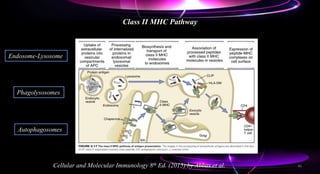 Class II MHC Pathway
Cellular and Molecular Immunology 8th Ed. (2015) by Abbas et al.
Endosome-Lysosome
Phagolysosomes
Autophagosomes
46
 