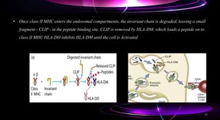 • Once class II MHC enters the endosomal compartments, the invariant chain is degraded, leaving a small
fragment - CLIP - in the peptide binding site. CLIP is removed by HLA-DM, which loads a peptide on to
class II MHC HLA-DO inhibits HLA-DM until the cell is Activated
48
 
