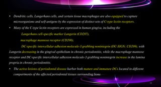 • Dendritic cells, Langerhans cells, and certain tissue macrophages are also equipped to capture
microorganisms and self-antigens by the expression of distinct sets of C-type lectin receptors.
• Many of the C-type lectin receptors are expressed in human gingiva, including the
Langerhans cell-specific marker Langerin (CD207),
macrophage mannose receptor (CD206),
DC-specific intercellular adhesion molecule-3 grabbing nonintegrin (DC-SIGN; CD209), with
Langerin decreasing in the gingival epithelium in chronic periodontitis, while the macrophage mannose
receptor and DC-specific intercellular adhesion molecule-3 grabbing nonintegrin increase in the lamina
propria in chronic periodontitis.
• The active lesions of periodontal disease harbor both mature and immature DCs located in different
compartments of the affected periodontal tissues surrounding bone.
58
 