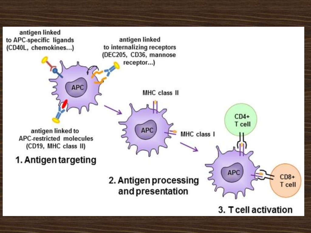 Antigen presenting cells (apc)