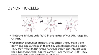 ANTIGEN PRESENTING CELLS in microbiology | PPTX