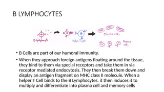 ANTIGEN PRESENTING CELLS in microbiology | PPTX