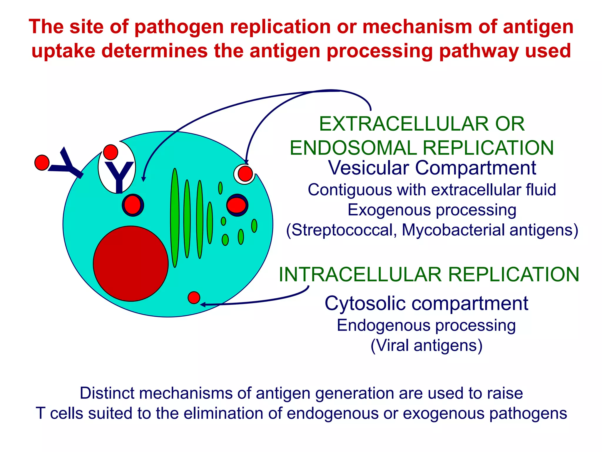Antigen Processing