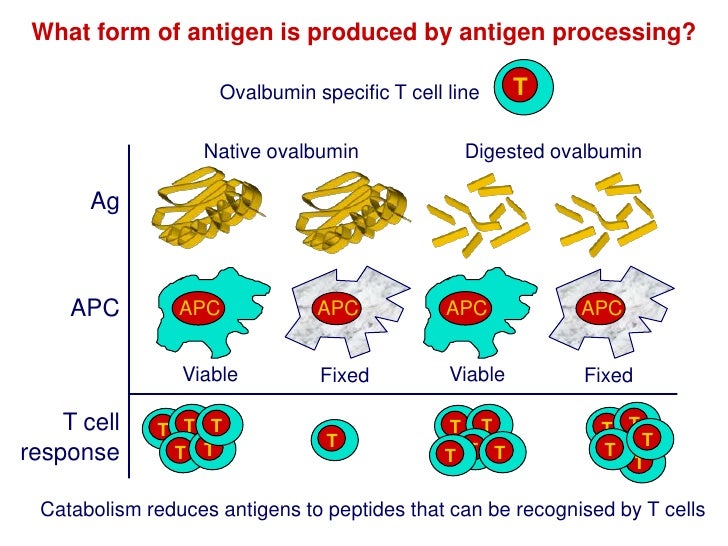 Antigen Processing
