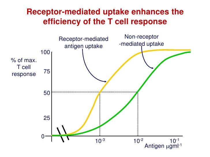Antigen Processing