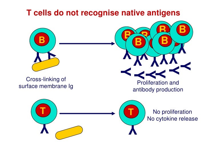 Antigen Processing