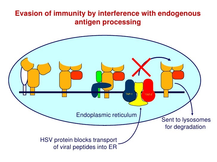 Antigen Processing