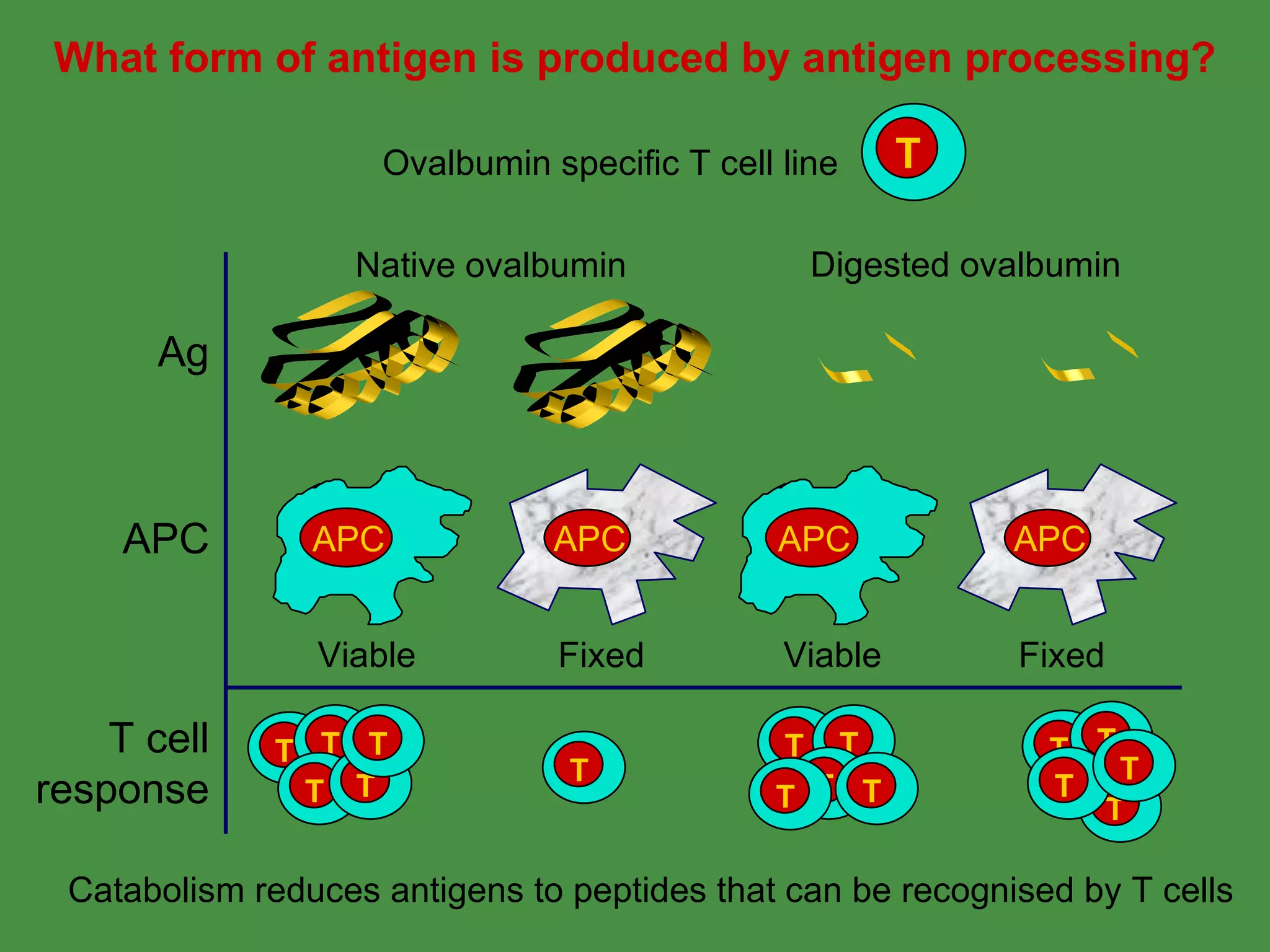 What form of antigen is produced by antigen processing? Catabolism reduces antigens to peptides that can be recognised by T cells T Ovalbumin specific T cell line APC Viable APC Viable T T T T T T T T T T T T T T T T Digested ovalbumin Fixed APC Fixed APC Native ovalbumin Ag APC T cell response 