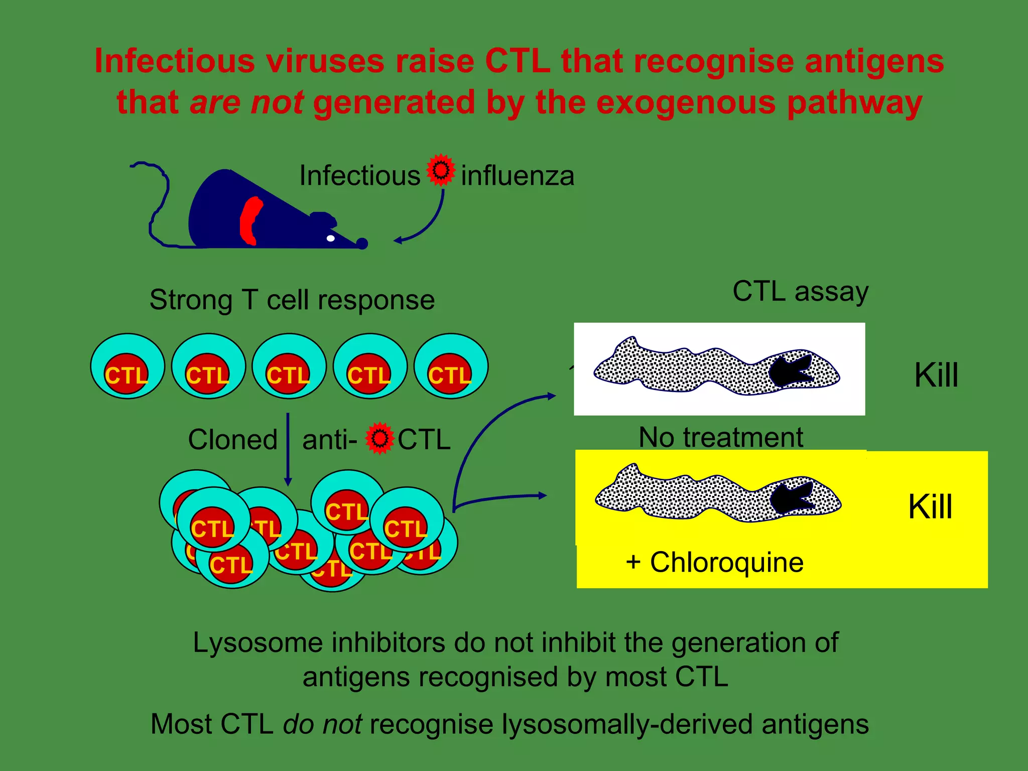 Infectious viruses raise CTL that recognise antigens that  are not  generated by the exogenous pathway Most CTL  do not  recognise lysosomally-derived antigens  Lysosome inhibitors do not inhibit the generation of antigens recognised by most CTL Strong T cell response + Chloroquine Infectious  influenza CTL CTL CTL CTL CTL CTL CTL CTL CTL CTL CTL CTL CTL CTL CTL CTL Cloned  anti-  CTL No treatment CTL assay Kill Kill 