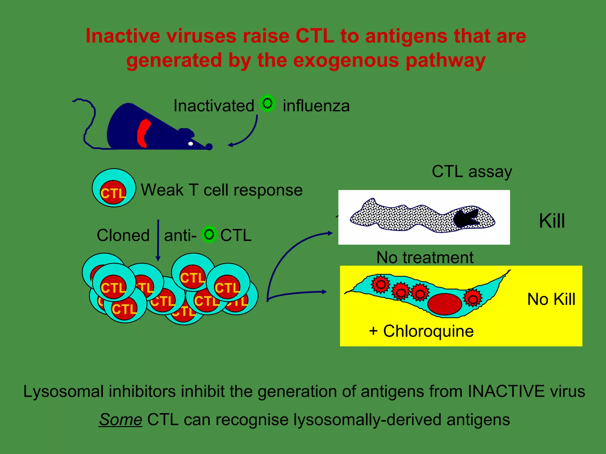 Lysosomal inhibitors inhibit the generation of antigens from INACTIVE virus Some  CTL can recognise lysosomally-derived antigens Inactive viruses raise CTL to antigens that are generated by the exogenous pathway No Kill Inactivated  influenza Cloned  anti-  CTL CTL CTL CTL CTL CTL CTL CTL CTL CTL CTL CTL CTL Weak T cell response + Chloroquine No treatment CTL assay Kill 