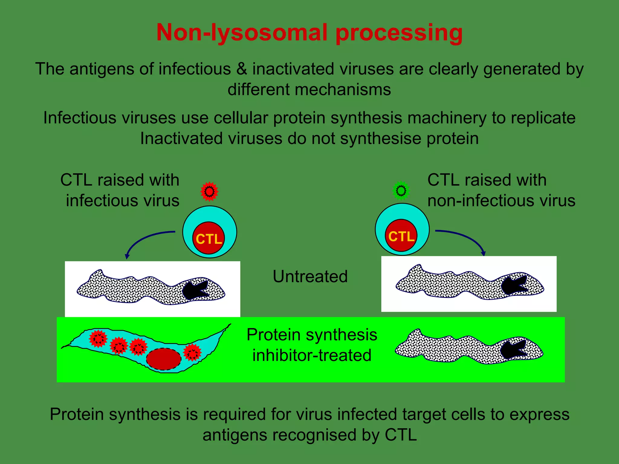 Non-lysosomal processing The antigens of infectious & inactivated viruses are clearly generated by different mechanisms Protein synthesis is required for virus infected target cells to express antigens recognised by CTL Infectious viruses use cellular protein synthesis machinery to replicate Inactivated viruses do not synthesise protein Protein synthesis inhibitor-treated CTL raised with infectious virus CTL CTL raised with non-infectious virus CTL Untreated 